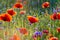 The May meadow, poppies and cornflowers