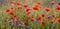 The May meadow, poppies and cornflowers