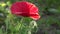 May poppies in the meadow.Lonely poppy.A bright red poppy, attracts bees.