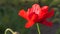 May poppies in the meadow.Lonely poppy.A bright red poppy, attracts bees.