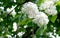 May snow, white tung flowers, Hakka village, like a bridal bouquet