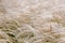 May steppe landscape with blossoming feather grass.