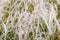 May steppe landscape with blossoming feather grass.