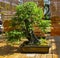 May-tree Crataegus - Bonsai in the style of