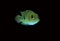 Mayan cichlid Cichlasoma urophthalmus fish isolated on black background.
