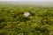 Mayan pyramids in Calakmul campeche mexico XII