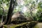 Mayan ruins in the middle of the Mexican jungle, ancient stone buildings invaded by plants and trees. jungle that takes possession