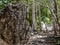 Mayan stela in the Mexican jungle with hieroglyphic writing in C