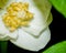 Mayapple Blossom