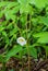 Mayapple Flower Also Known As Mandrake