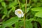 Mayapple Flower Also Known As Mandrake