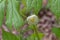 Mayapple flower closeup