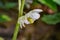 Mayapple Flowerâ€“ Podophyllum peltatum