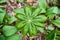 Mayapple Plant on Forest Floor in Spring