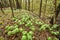 Mayapple plants growing in forest