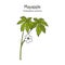 Mayapple Podophyllum peltatum , medicinal plant