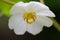 Mayapple White Blossom Soft Focus - Podophyllum