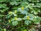 Mayapple and Yellow Trillium Plants