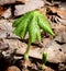 Mayapple â€“ Podophyllum peltatum