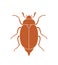 Maybug beetle. Chafer