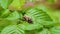 Maybug, chafer beetle is sitting on leaf in the forest. Insect macro, closeup shot.