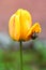 Maybug or cockchafer hides under the petal of orange tulip