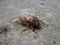 Maybug or cockchafer sitting on a ground
