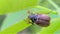 Maybug on leaf