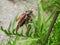 Maybug on leaf