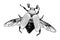 Maybug linear drawing of a large flying cockchafer