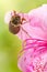 Maybug on pink flower