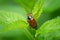 A Maybug sitting on a green plant