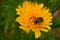 Maybug on a yellow flower