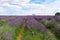 Mayfield Lavender Farm