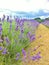 Mayfield lavender farm in Summer. Guildford, United Kingdom