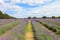 Mayfield Lavender Farm, UK