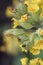 Mayflower or cowslip primrose, Primula veris