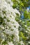 Mayflower crataegus laevigata blossom