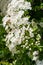 Mayflower crataegus laevigata blossom