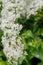 Mayflower crataegus laevigata blossom