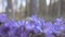 Mayflower Hepatica nobilis spring blue flowers in light coniferous forest