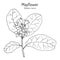 Mayflower or trailing arbutus Epigaea repens , state flower of Massachusetts