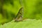 Mayfly (Ephemeroptera) 2