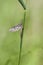 Mayfly - Ephemeroptera