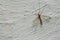 Mayfly, Ephemeroptera, clinging to a white textured wall.