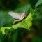 Mayfly (Ephemeroptera) macro, perched on a leaf