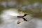 Mayfly, Ephemeroptera on a mirrored glossy surface