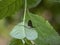 Mayfly, male Ephemera danica, on leaf.