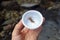 Mayfly nymphs in a plastic sample collection cup on hand.