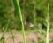 A mayfly resting in the sun